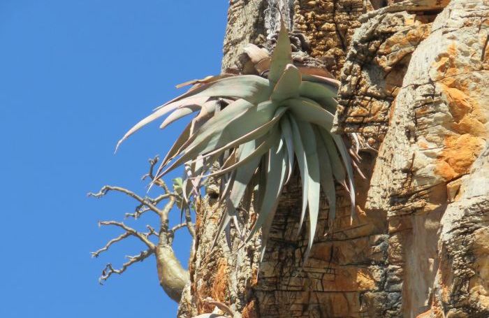 Aloe corallina | PlantZAfrica